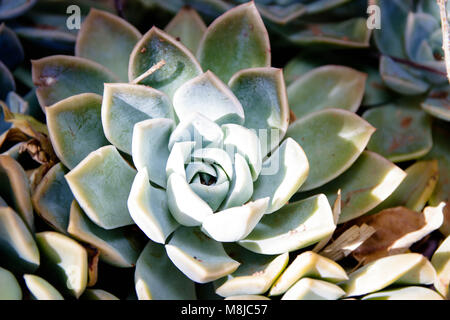 Desert Rose succcullent Stock Photo