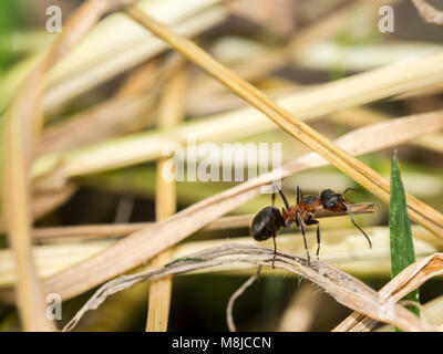 Common red ant face closeup macro, ant performing work Stock Photo