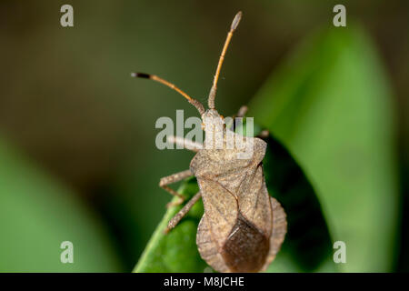 Bug Gonocerus acuteangulatus  bug in the family Coreidae Stock Photo