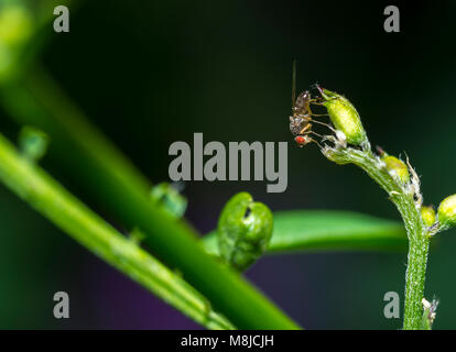 Drosophila melanogaster, the common fruit fly or vinegar fly, the taxonomic order Diptera Stock Photo