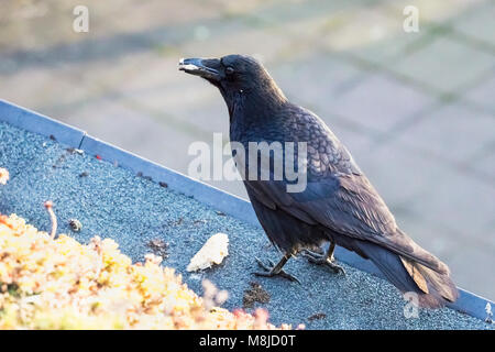 A carrion crow, corvus corone, eating some bread, Strasbourg, France. Stock Photo