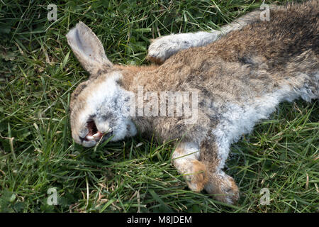 a dead common rabbit Stock Photo
