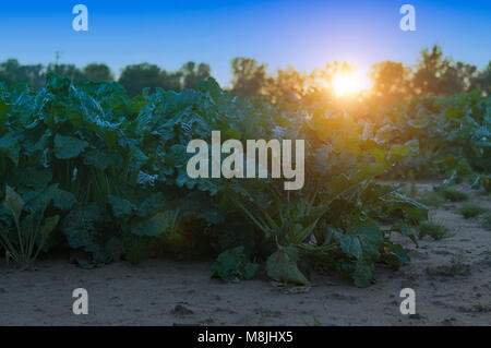 a sugar beet in row close up Stock Photo