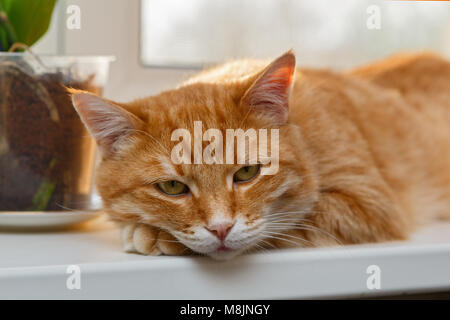 Large, orange cat sleeping on a white windowsill Stock Photo