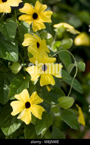 Thunbergia 'Lemon' flowers. Stock Photo