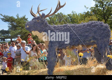 Zoom on the lavenders festival from the august 15 in Sault, France Stock Photo