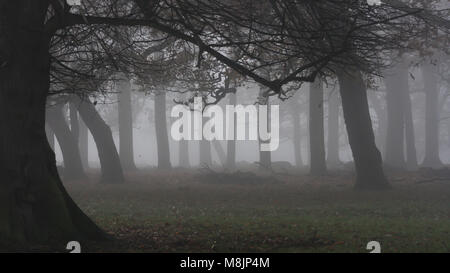 Multiple tree trunks both straight and bent seen through the mist as it clears on early October morning in Richmond Park Stock Photo