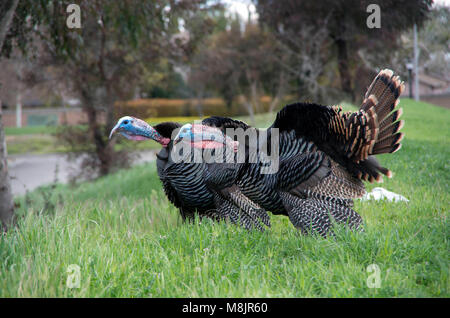 Two male turkeys call out to the female turkeys close by. Stock Photo