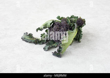 Large head of purple sprouting broccoli with leaves on light gray cement surface with copy space. Stock Photo