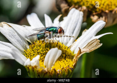 Fly feeding on daisy nectar rubbing legs together covered in pollen in profile legs outstretched while balanced on the yellow centre of the flower Stock Photo