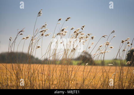 field of wild grass blowing and waving in the wind with bright sunlight looking like and arable crop with farm buildings in background Stock Photo