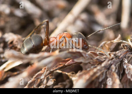 Close-up of Southern wood ant (Formica rufa) Stock Photo