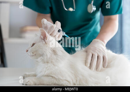 Veterinarian vaccinating cat in clinic Stock Photo