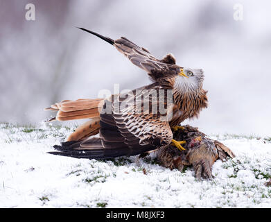 A wild Red Kite (Milvus milvus) feeding on pheasant carrion in the snow looks warily to the sky and a circling Buzzard above, Wiltshire