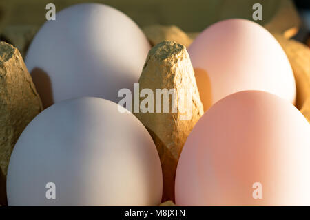 6 duck eggs Stock Photo