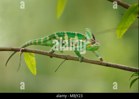 Colorful chameleon walking on tree branch with green background. Yemen chameleon lizard. Stock Photo