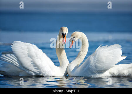 Romantic couple of swans on the lake. Swan reflection in water Stock Photo