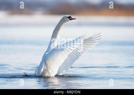 Swan rising from water and splashing water drops around Stock Photo