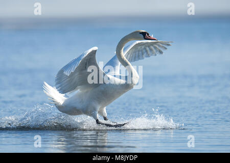 Swan rising from water and splashing water drops around Stock Photo