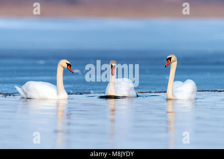 Three swans on the lake. Swan reflection in water Stock Photo