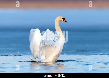 Swan rising from water and splashing water drops around Stock Photo