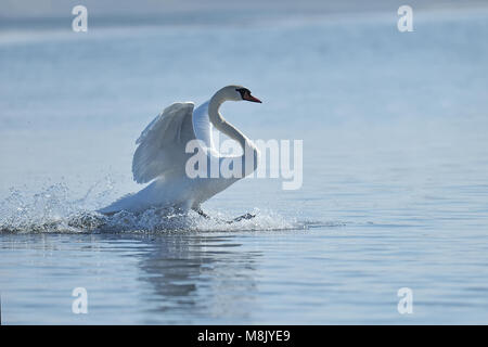 Swan rising from water and splashing water drops around Stock Photo