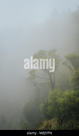 Forested mountain slope in low lying fog with the evergreen conifers and eucalyptus shrouded in mist Stock Photo