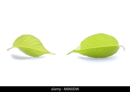 Fresh green cherry leaf isolated on white background Stock Photo
