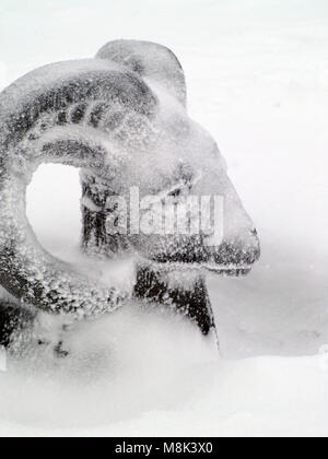 ram's head snowed in winter high snow Stock Photo