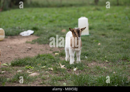 African pygmy goat Stock Photo