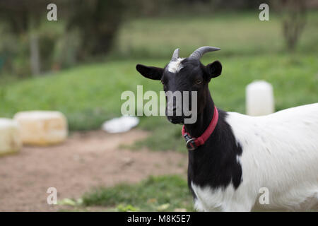 African pygmy goat Stock Photo