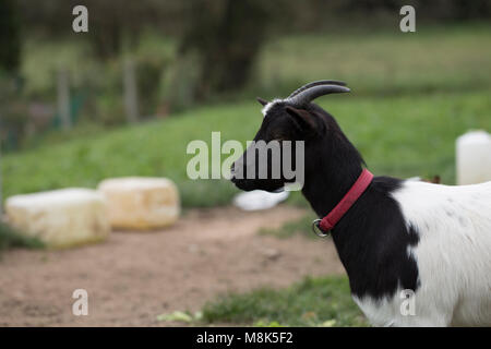 African pygmy goat Stock Photo