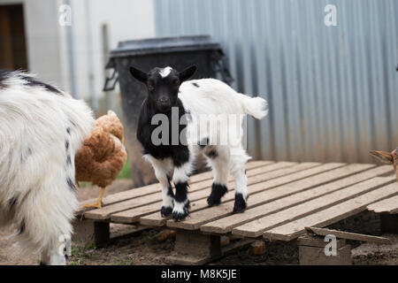 African pygmy goat Stock Photo