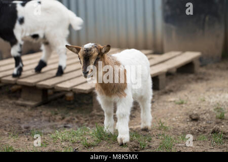 African pygmy goat Stock Photo