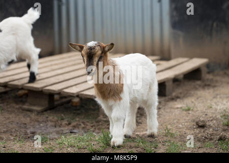 African pygmy goat Stock Photo