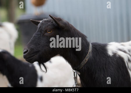 African pygmy goat Stock Photo