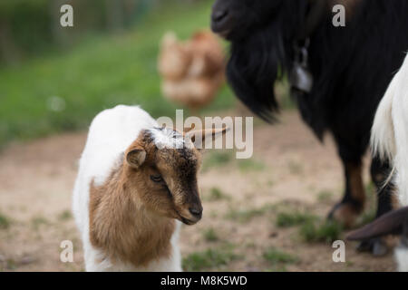 African pygmy goat Stock Photo