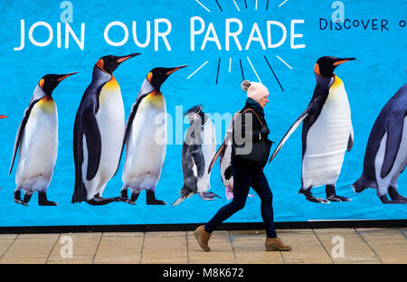 Woman walks past large billboard with penguins advertising Edinburgh Zoo on Princes Street in Edinburgh, Scotland United Kingdom Stock Photo