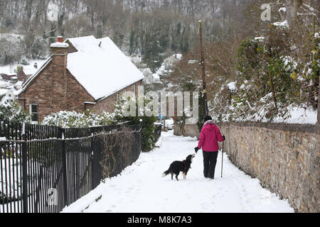 A dog walker in the snow in Ironbridge, as the wintry snap dubbed the 'mini beast from the east' keeps its grip on the UK. Stock Photo