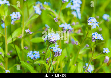 Myosotis is a genus of flowering plants in the family Boraginaceae. In the northern hemisphere they are commonly called forget-me-nots or scorpion gra Stock Photo