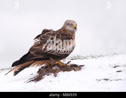 A wild Red Kite (Milvus milvus) feeding on pheasant carrion in the snow, Wiltshire Stock Photo