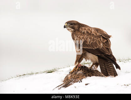 A wild Common Buzzard (Buteo buteo) feeding on pheasant carrion in the snow, Wiltshire
