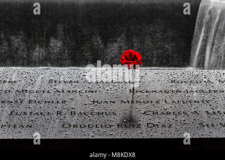 A  red rose placed on a memorial pool which is engraved with the names of those killed by the attack on The Twin Towers on Sept 11,2001, New York Stock Photo