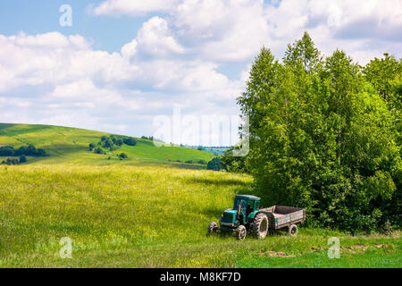 grassy fields on rolling hills in summer. beautiful countryside scenery in Carpathian mountains under the blue sky with white fluffy clouds. green tra Stock Photo