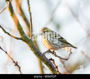 Female black-headed goldfinch (Carduelis spinus) sitting on the branch of a tree Stock Photo