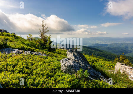 small spruce tree at the top of a hill. beautiful landscape with boulders on grassy hillside on a cloudy summer day Stock Photo