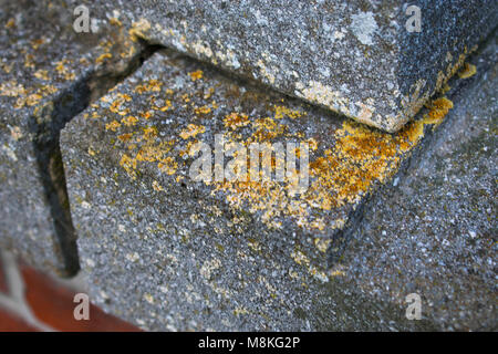 Yellow orange crustose lichens on grey stone still Stock Photo