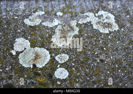 Grey lichen saxicole growing on stone still Stock Photo