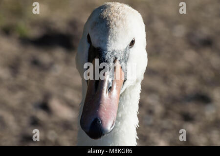 A beautiful white swan captured closeup and in profile. Stock Photo