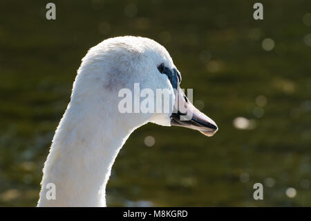 A beautiful white swan captured closeup and in profile. Stock Photo